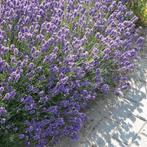 Lavandula angustifolia 'Dwarf Blue' - Lavendel p9, Tuin en Terras, Planten | Tuinplanten, Zomer, Siergrassen, Ophalen of Verzenden