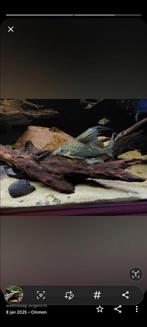 2x Synodontis Eupterus, Dieren en Toebehoren, Vissen | Aquariumvissen, Vis, Zoetwatervis