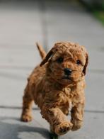 2 Mini Labradoodle pups (reu) zijn klaar om te verhuizen!, Overige rassen, CDV (hondenziekte), 8 tot 15 weken, Meerdere