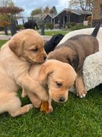 Prachtige pups (Labrador/Boxer & Benner Sennen), Dieren en Toebehoren, Rabiës (hondsdolheid), 8 tot 15 weken, Meerdere, Meerdere dieren