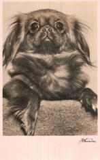 2x Japanse Paleishond = 1 prijs €3,50, Ophalen of Verzenden, 1940 tot 1960, Ongelopen, Hond of Kat