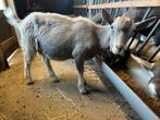 Handtam bokje te koop, Dieren en Toebehoren, Schapen, Geiten en Varkens, Mannelijk, Geit, 0 tot 2 jaar