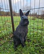 Deriba zoekt een huisje! (Gevaccineerd), Dieren en Toebehoren, Konijnen, Vrouwelijk, Klein, 0 tot 2 jaar