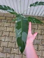 Musa Florida - Bananenplant 70cm, Ophalen of Verzenden, Halfschaduw, Minder dan 100 cm