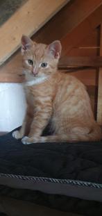 Kitten, Dieren en Toebehoren, Katten en Kittens | Overige Katten, Poes, Kortharig, 0 tot 2 jaar