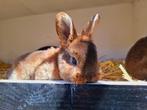 Rex Konijnen - Jonkie, Meerdere dieren, 0 tot 2 jaar