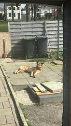 Aangeboden Duits/Mechelse herder GRATIS, Dieren en Toebehoren, Honden | Dekreuen, Reu, Eén hond, 3 tot 5 jaar, Nederland