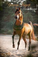 Dekking Yanour Hayati te koop!, Dieren en Toebehoren, Hengst