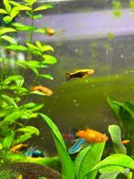 Platy, Vis