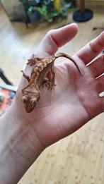 Wimper gecko jong half jaar oud, Dieren en Toebehoren, Reptielen en Amfibieën, 0 tot 2 jaar, Tam, Hagedis