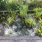 Vijverplanten en moerasplanten voor heel weinig te koop., Tuin en Terras, Vijvers, Ophalen, Nieuw