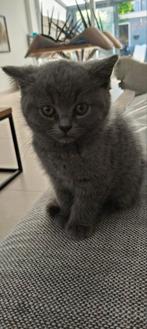 Kittens van ras Brits korte haar, Dieren en Toebehoren, Katten en Kittens | Raskatten | Korthaar