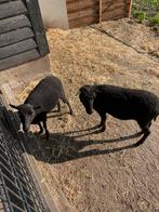 Twee mini schapen te koop aangeboden, Dieren en Toebehoren, Schapen, Geiten en Varkens, Vrouwelijk, Schaap, 3 tot 5 jaar