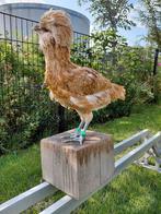 Jonge hennetjes van de Nederlandse Baardkuifhoen., Dieren en Toebehoren, Pluimvee, Vrouwelijk, Kip