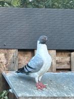 Duitse modena, Dieren en Toebehoren, Vogels | Duiven, Mannelijk