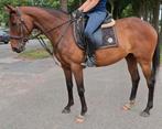 Verschillende brave(manege)paarden en E pony's beschikbaar, Dieren en Toebehoren, Pony's, B, Gechipt, 7 tot 10 jaar, Recreatiepony