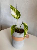 Epipremnum Pinnatum ‘ Golden Hi Color ‘ variegata incl.pot, Huis en Inrichting, Kamerplanten, Ophalen of Verzenden, In pot, Halfschaduw