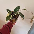 Hoya carnosa Krimson Queen, Huis en Inrichting, Kamerplanten, Ophalen of Verzenden, Overige soorten, Minder dan 100 cm