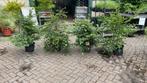 Beuk ‘common hornbeam’ 4 stuks, Ophalen, Beukenhaag