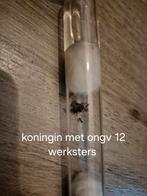 Lasius niger mieren