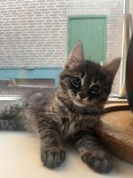 8 kittens maine coon x europese korthaar/heilige birmaan, Dieren en Toebehoren, Meerdere dieren, Gechipt, 0 tot 2 jaar