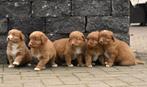 Speelse Nova Scotia Duck tolling Retriever pups # Toller, Parvo, Nederland, Overige rassen, 8 tot 15 weken