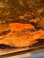 CPO dwergkreeft Cambarellus patzcuarensis, Dieren en Toebehoren, Vissen | Aquariumvissen, Vis