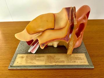 Somso Antiek anatomisch model van het menselijk oor  beschikbaar voor biedingen
