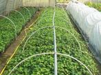 Taxus,Laurier,Thuja's Hortensia Annabelle, Klimop, Tuin en Terras, Planten | Tuinplanten, Ophalen, Bloeit niet, Overige soorten