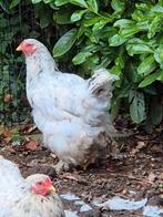Te koop brahma hen., Dieren en Toebehoren, Pluimvee, Vrouwelijk, Kip