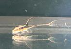 Sturisoma | Sturisomatichthys whiptail catfish, Dieren en Toebehoren, Vis