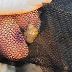Jonge agaatslakken, gratis op te halen., Dieren en Toebehoren, Overige Dieren, September, Meerdere dieren