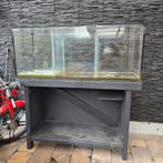 Kweek aquarium., Vis