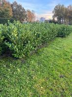 Laurier, Ophalen, Laurier, 100 tot 250 cm