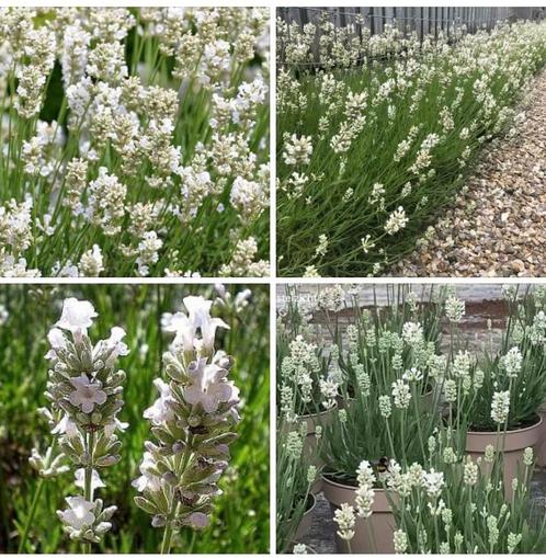 Witte Lavendel direct van de kweker 9, 10 en 11 mei, Tuin en Terras, Planten | Tuinplanten, Overige soorten, Volle zon, Zomer