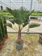 Palm, Trachycarpus WAGNERIANUS, winterhard, Tuin en Terras, Planten | Bomen, Ophalen, Volle zon, Palmboom, 100 tot 250 cm