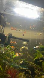 Guppies, Dieren en Toebehoren, Vissen | Aquariumvissen, Vis