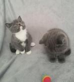 Britse korthar kittens, Dieren en Toebehoren, Katten en Kittens | Overige Katten