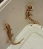 6 Rouwgekko´s (Lepidodactylus lugubris), 2 lijnen, Dieren en Toebehoren, Reptielen en Amfibieën, Hagedis, 0 tot 2 jaar