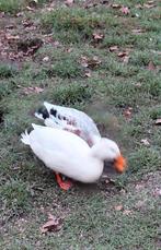 Eenden, Dieren en Toebehoren, Pluimvee, Meerdere dieren, Eend