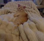 Kitten (half Ragdoll) te koop., Dieren en Toebehoren, Kater, Ontwormd, 0 tot 2 jaar