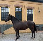 4 jarige d pony net zadelmak, Dieren en Toebehoren, Pony's, Merrie, Zadelmak, 3 tot 6 jaar, Recreatiepony