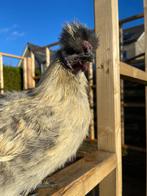 Zijdehoen haan ruilen of te koop, Dieren en Toebehoren, Juli, Mannelijk