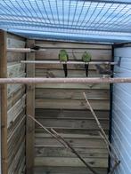 1x1 Bergparkieten, Dieren en Toebehoren, Meerdere dieren, Parkiet