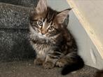 Mooie main coon kittens!, Dieren en Toebehoren, Katten en Kittens | Raskatten | Langhaar, Gechipt, Meerdere dieren, 0 tot 2 jaar