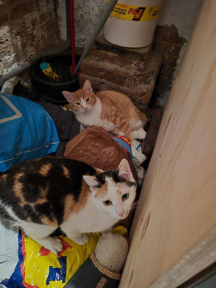 Moeder poes en zoon kater, Dieren en Toebehoren, Katten en Kittens | Overige Katten, Kortharig, Meerdere dieren, 0 tot 2 jaar