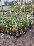 Toscaanse jasmijnen, Vaste plant, Klimplanten, Lente, Ophalen