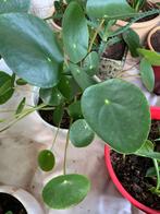 Pannenkoek plant met pot €5, Ophalen, Halfschaduw, Minder dan 100 cm