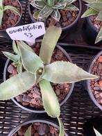 Agaves, Ophalen, Bloeit niet, Overige soorten, Volle zon