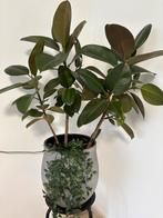 Ficus Elastica Robusta in pot, Huis en Inrichting, Kamerplanten, Ficus, 100 tot 150 cm, In pot, Groene kamerplant